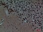 PTN Polyclonal Antibody